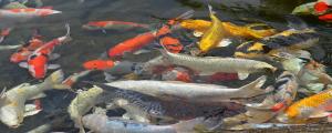 男人夢(mèng)見釣好多魚預(yù)示什么 男人夢(mèng)見釣好多魚好不好