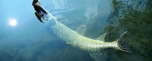 夢(mèng)見水里有大魚什么意思 夢(mèng)見水里有大魚好不好