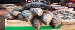 男人夢見捕了好多魚是什么意思 男人夢見捕了好多魚預示什么