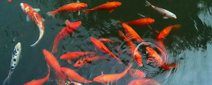 夢(mèng)見好多魚有死有活的預(yù)示什么 夢(mèng)見好多魚有死有活的好不好