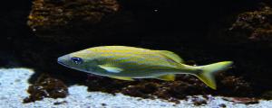 男人夢(mèng)到魚是什么意思 男人夢(mèng)到魚是什么預(yù)兆