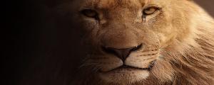 夢見兇猛的動物什么意思 夢見兇猛的動物什么征兆