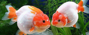 夢見撿魚有死有活預(yù)示什么 夢見撿魚有死有活好不好