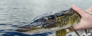 夢見抓魚吃魚什么意思 夢見抓魚吃魚好不好