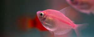 男人夢見好多魚什么意思 男人夢見好多魚好不好