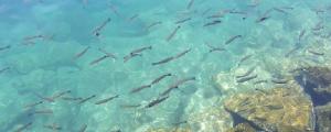 夢見魚下了好多小魚什么意思 夢見魚下了好多小魚預(yù)示什么