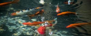 夢見池塘好多魚有什么預兆 夢見池塘好多魚好不好
