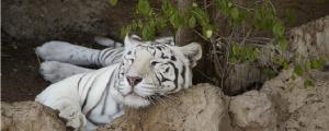 夢見老虎撲向別的動物什么意思 夢見老虎撲向別的動物預示什么