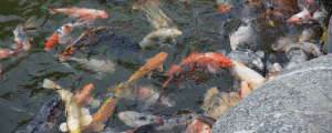 夢到喂魚什么意思 夢到喂魚有什么征兆