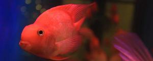 夢見紅色的魚在水里游什么意思 夢見紅色的魚在水里游預(yù)示什么