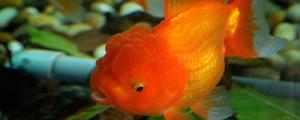 夢見紅魚在水里游什么意思 夢見紅魚在水里游有什么預(yù)兆
