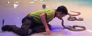 男人夢到好多蛇周公解夢 男人夢到好多蛇有什么預(yù)兆