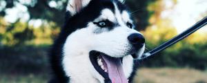 梦见警察带着警犬跟着自己的寓意 梦见警察带着警犬跟着自己是什么意思