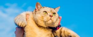 梦中发现抱着猫回家代表什么 梦见抱着猫回家代表什么预兆