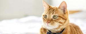 梦见猫拉屎在床上是什么意思 梦见猫拉屎在床上代表什么预兆