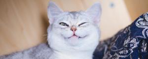 梦见猫往自己怀里钻是什么意思 梦见猫往自己怀里钻代表什么预兆