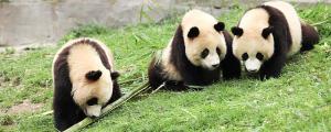 梦到熊猫有什么含义 梦到熊猫是什么征兆
