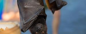 梦到蝙蝠预兆着什么 梦到蝙蝠意味着什么