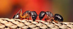 梦见蚂蚁预示什么 梦见蚂蚁是什么预兆
