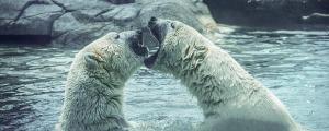 梦见北极熊是什么意思 梦见北极熊意味着什么