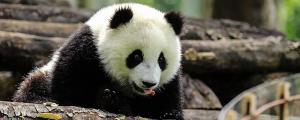 梦到熊猫预示着什么 梦到熊猫意味着什么