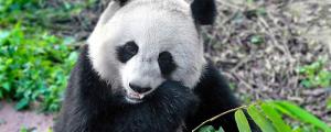 梦见熊猫是好是坏 梦见熊猫意味着什么