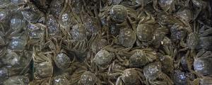 梦见螃蟹是什么意思 梦见螃蟹是什么征兆
