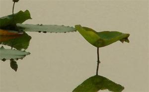 手機(jī)號(hào)碼行運(yùn)測(cè)試 最旺運(yùn)的手機(jī)后四位推薦