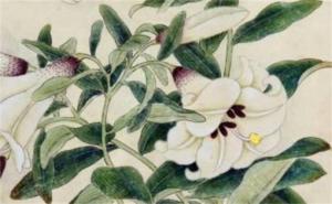 手機(jī)尾號(hào)55好不好 怎么算電話號(hào)碼吉利數(shù)字