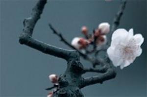 卜算子算命網(wǎng)